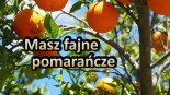 DJ Farad - Masz fajne pomarańcze (Radio Edit) 2019