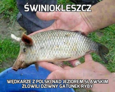 Kleszcz prod. SitStahu - Ryba