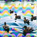 maliny - Taniec Flaminga