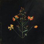 Leaving Laurel - One last thing you never said