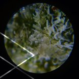 Remcord - Luxury Layers Of Green (Original Mix)