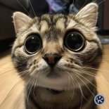 Enmity & Lumina - Chipi Chipi Chapa Chapa (Techno)