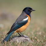 DiscoAI - Skowroneczku (Cover)