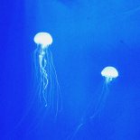 SIKORO & VIRANA - THIS LOVE