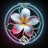 CIROSTRATUS - White Plumeria
