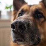 DJ MELOMAN aKA DJ VOYTEC DLA MOJEGO KOCHNEGO PSA ATOSA-MÓWILI, ZE GDY PIES Z ŻYCIA ZNIKA