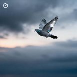 DJ Nickovich - Gray Dove